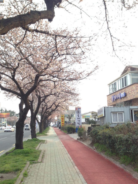 Jeju_Marathon - Streets in Jeju